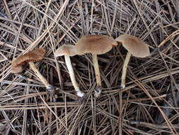 Imagem de Cortinarius laetus M. M. Moser 1968