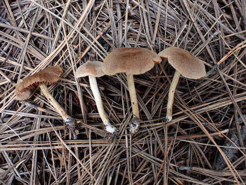 Imagem de Cortinarius laetus M. M. Moser 1968