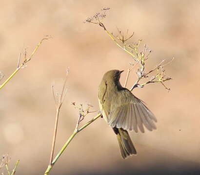 Image of Common Chiffchaff