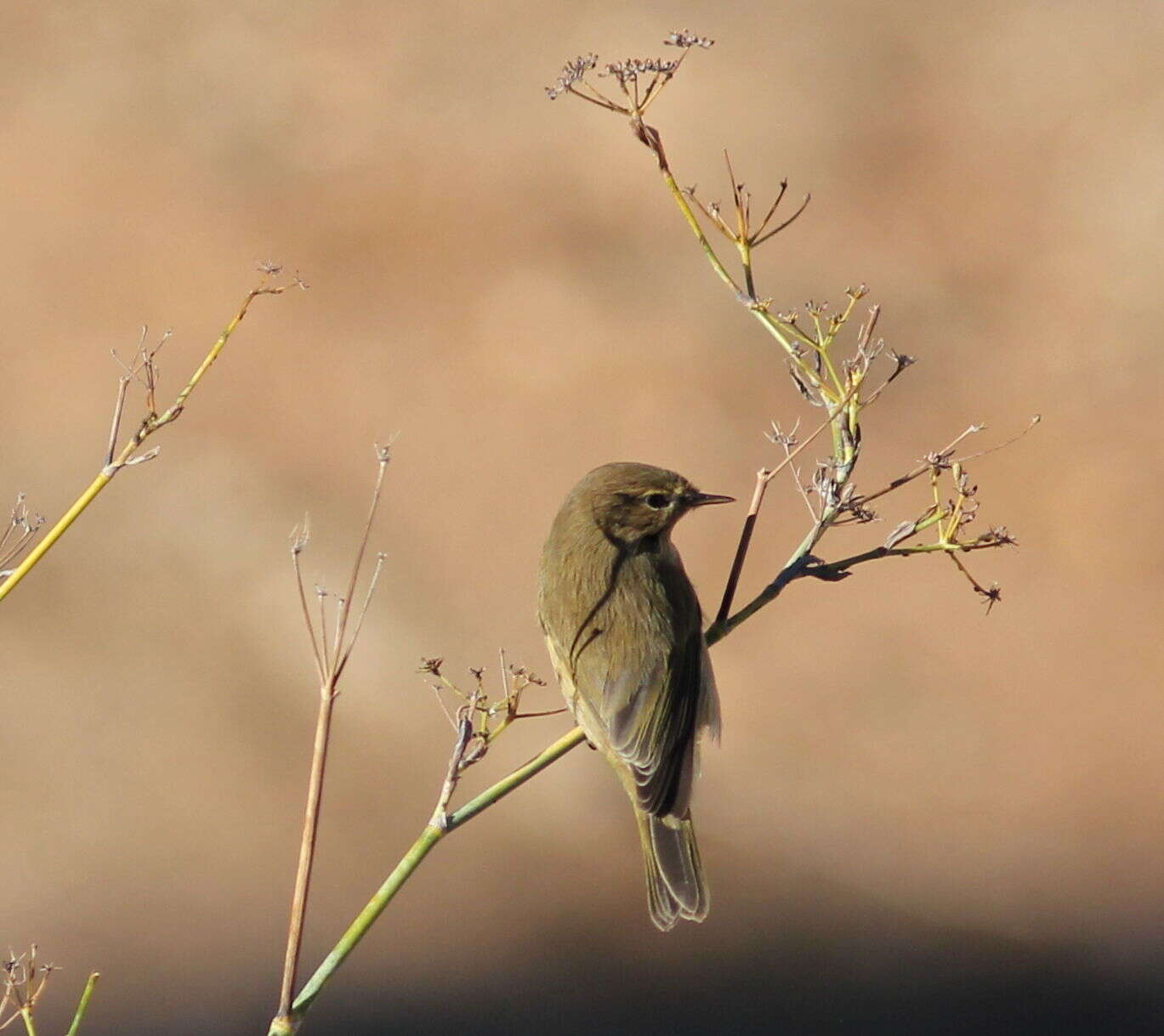 Image of Common Chiffchaff