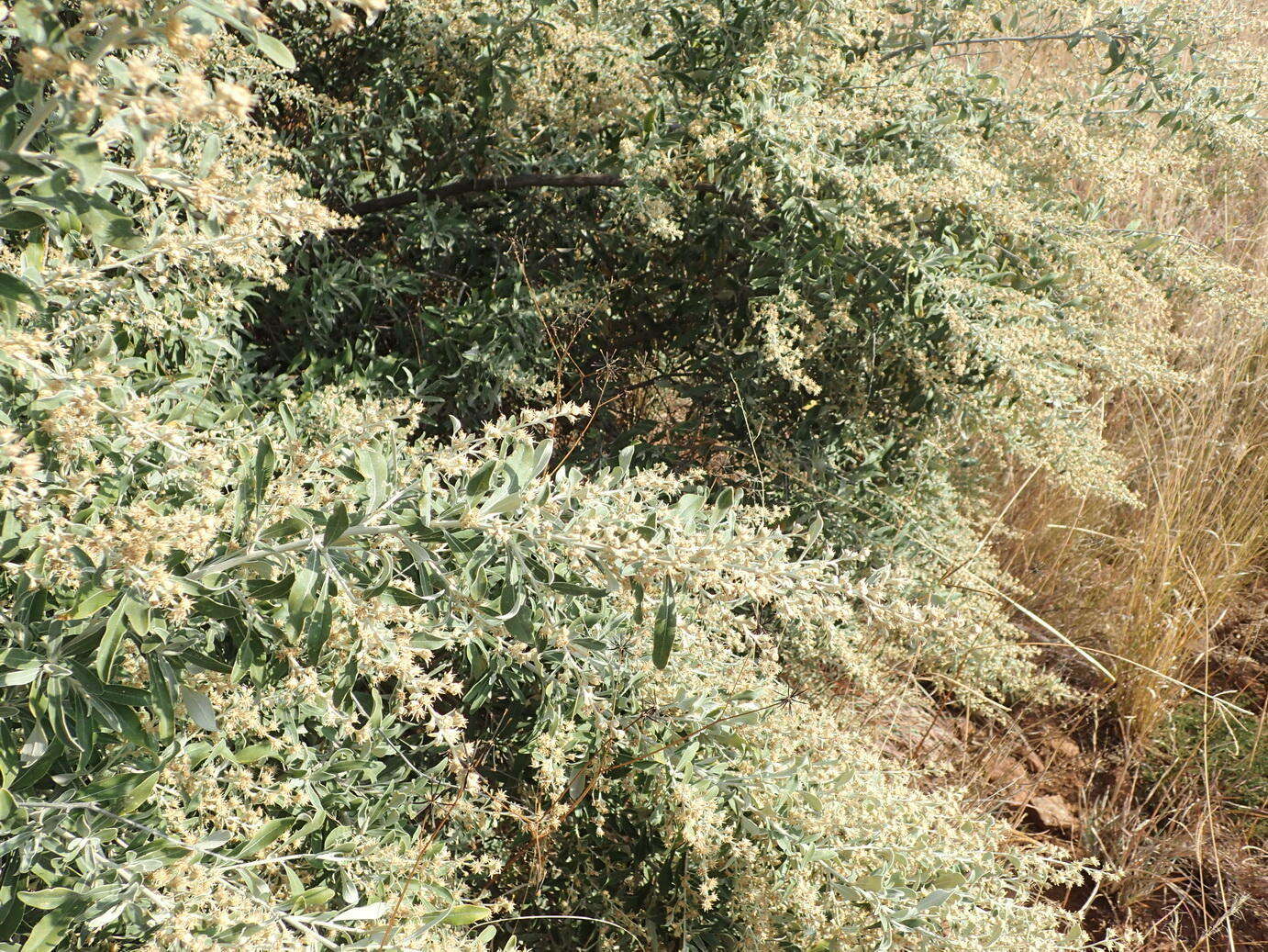 Image of Camphor bush