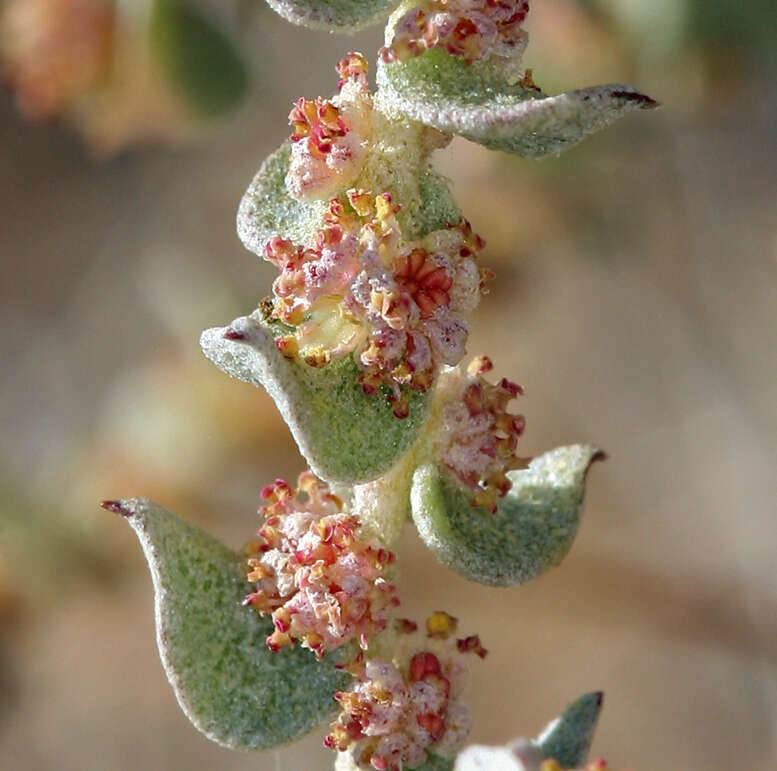 Image of Parry's Saltbush