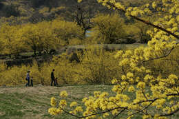 Plancia ëd Cornus officinalis Siebold & Zucc.