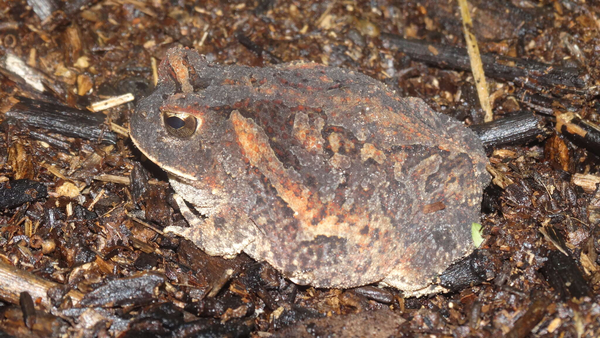 Image of Proceratophrys cristiceps (Müller 1883)