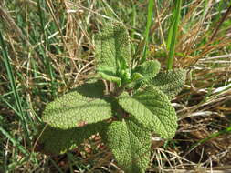Слика од Teucrium scorodonia L.