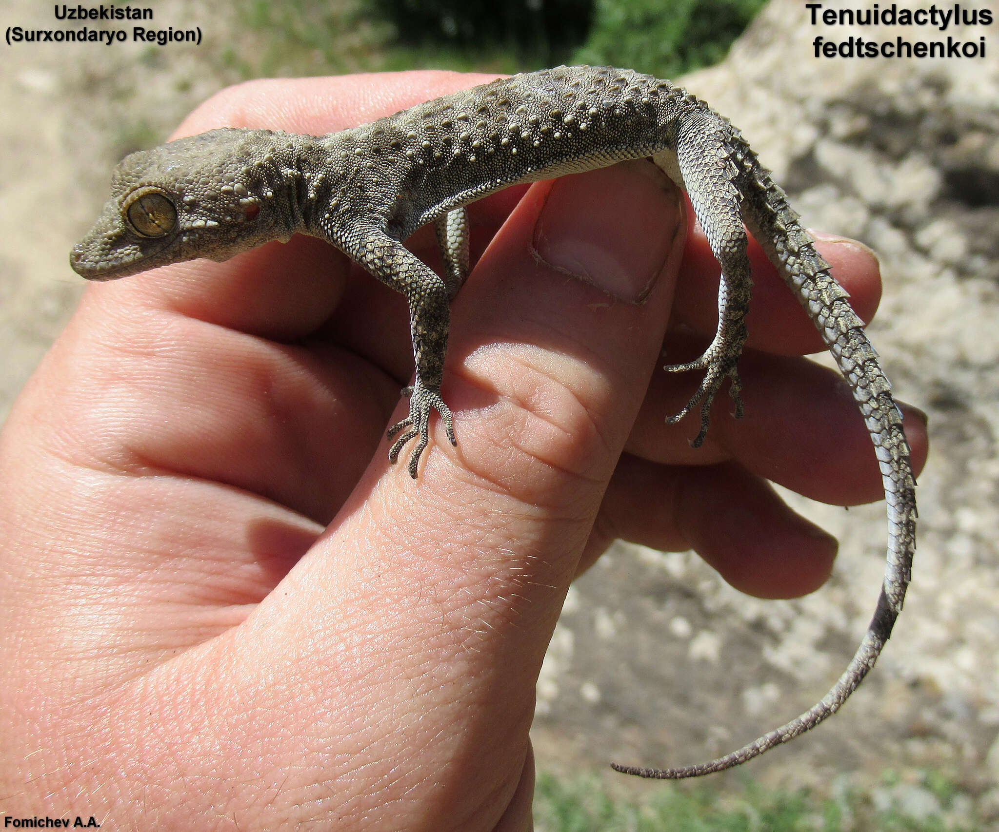 Image of Tenuidactylus fedtschenkoi (Strauch 1887)