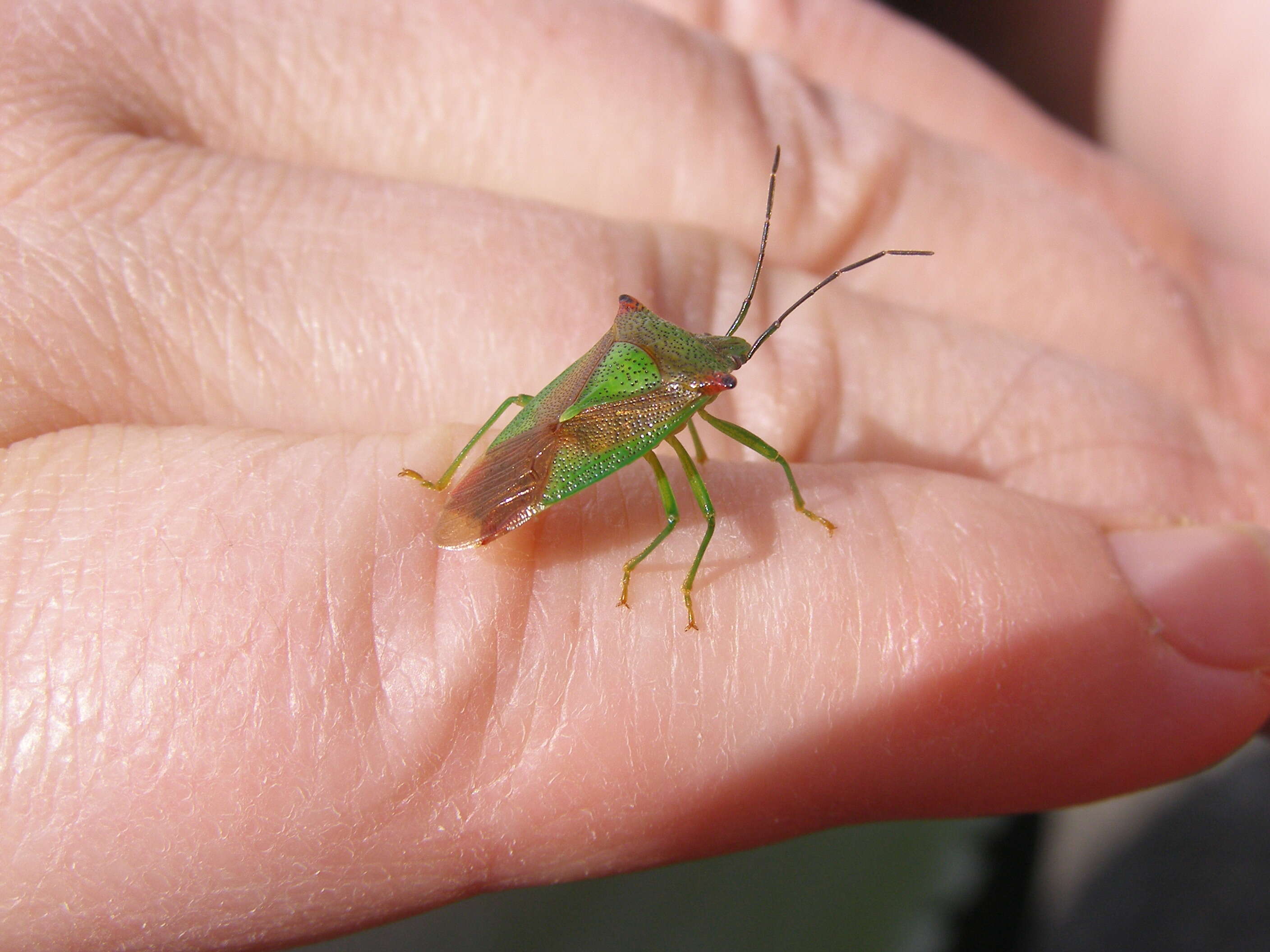 Image of Acanthosoma haemorrhoidale