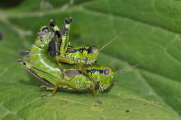 صورة Miramella (Kisella) alpina subsp. subalpina (Fischer 1850)