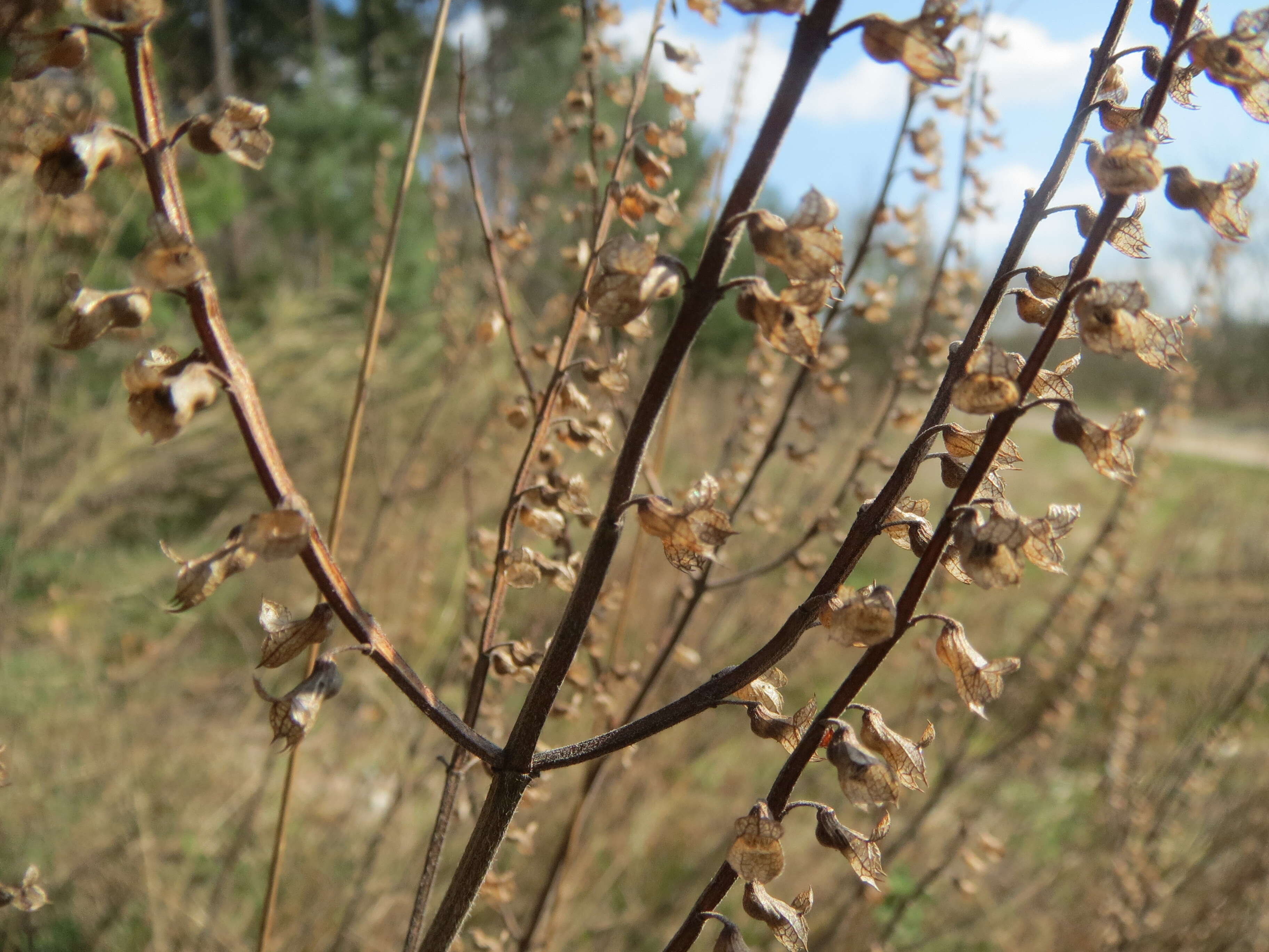 Слика од Teucrium scorodonia L.