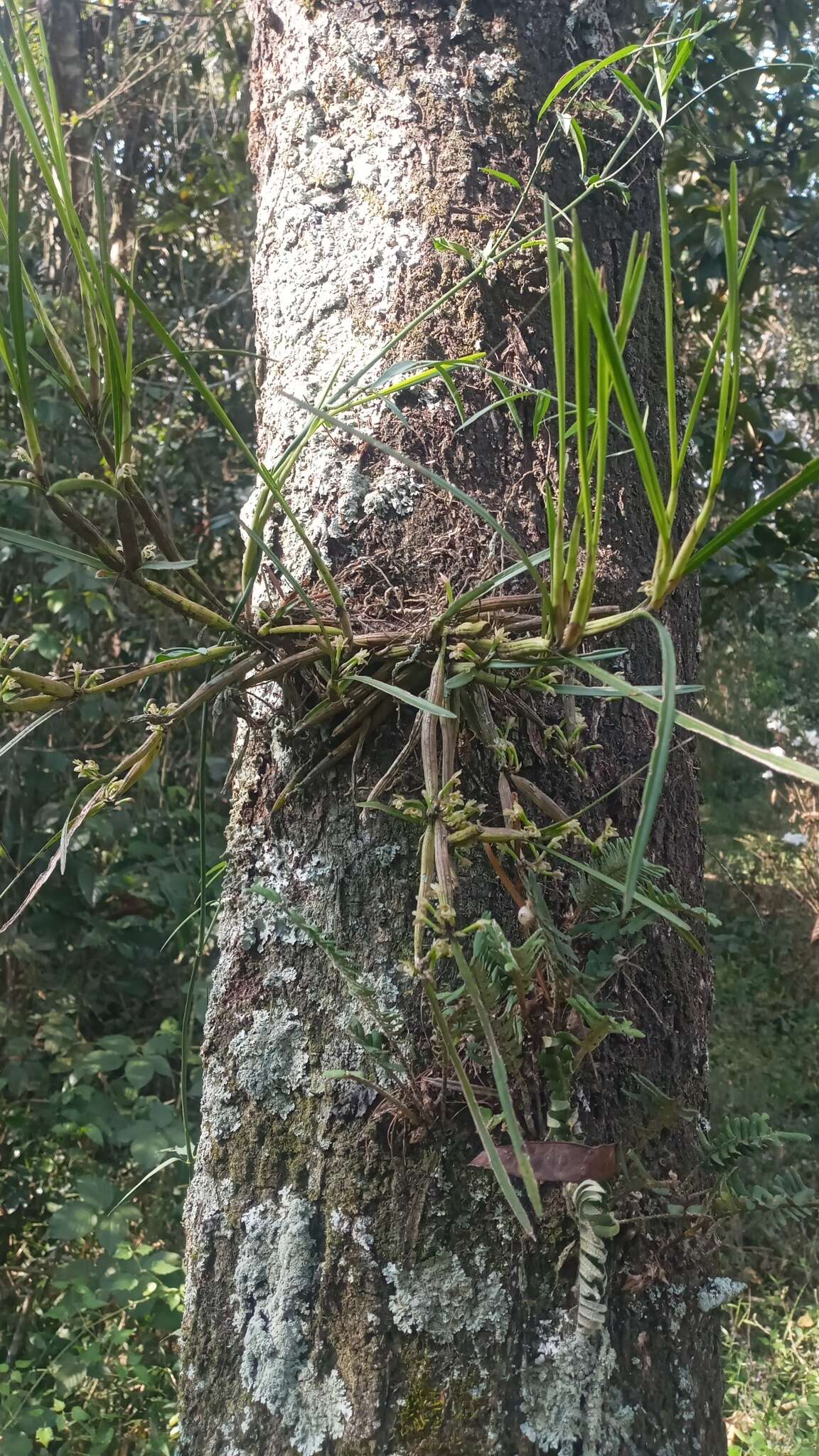 Plancia ëd Scaphyglottis fasciculata Hook.