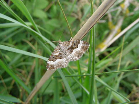 Image of common carpet