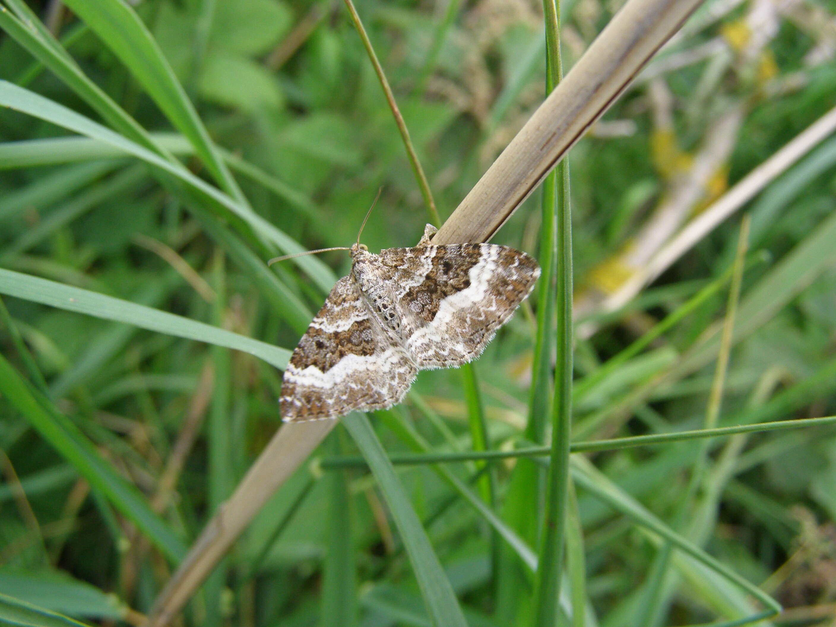 Image of common carpet