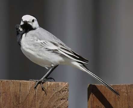 Image of Pied Wagtail and White Wagtail