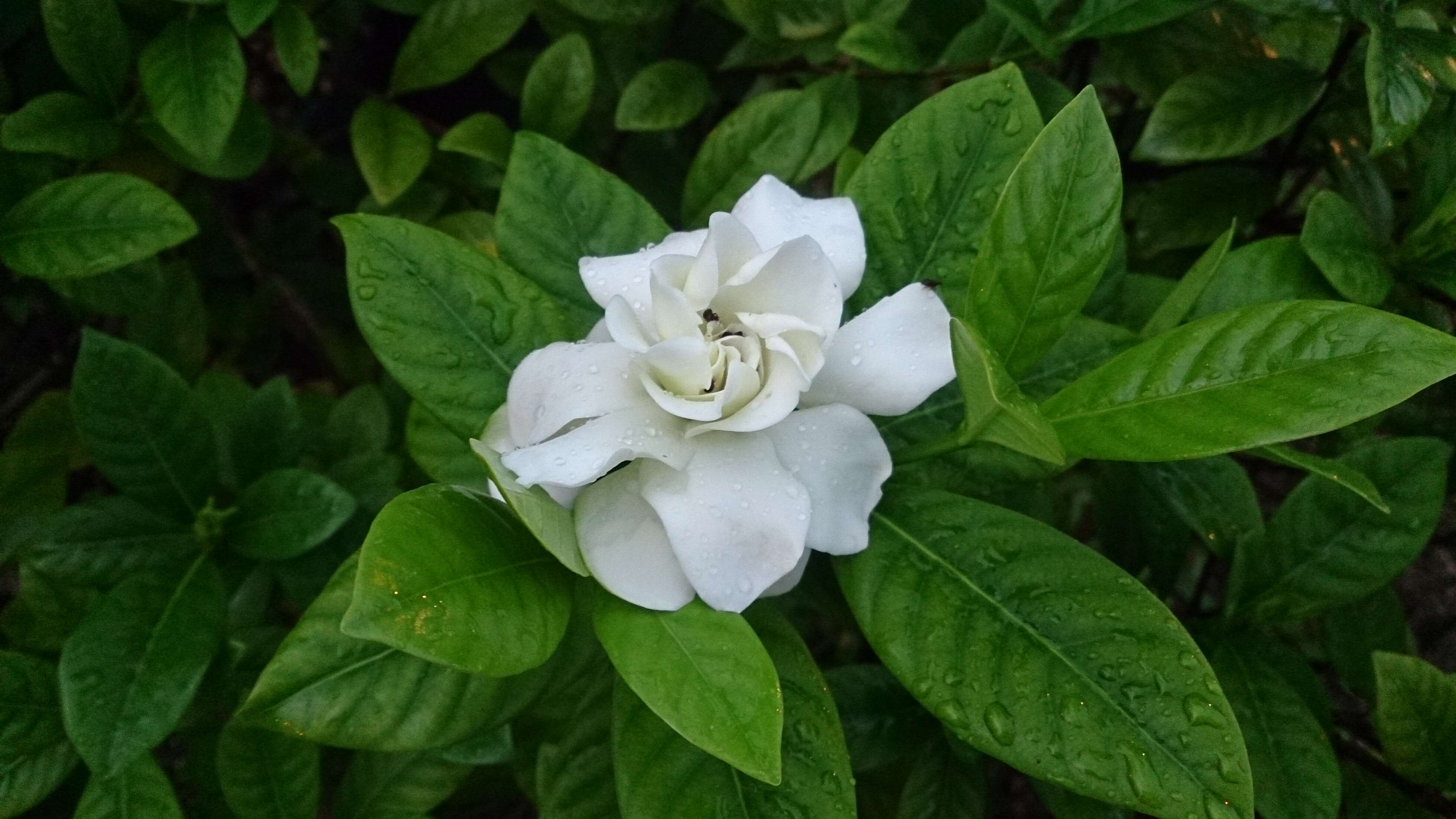 Image de Gardenia jasminoides J. Ellis