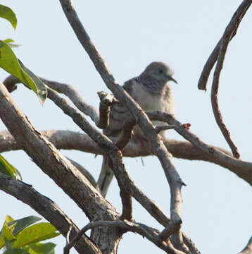 Image of Peaceful Dove