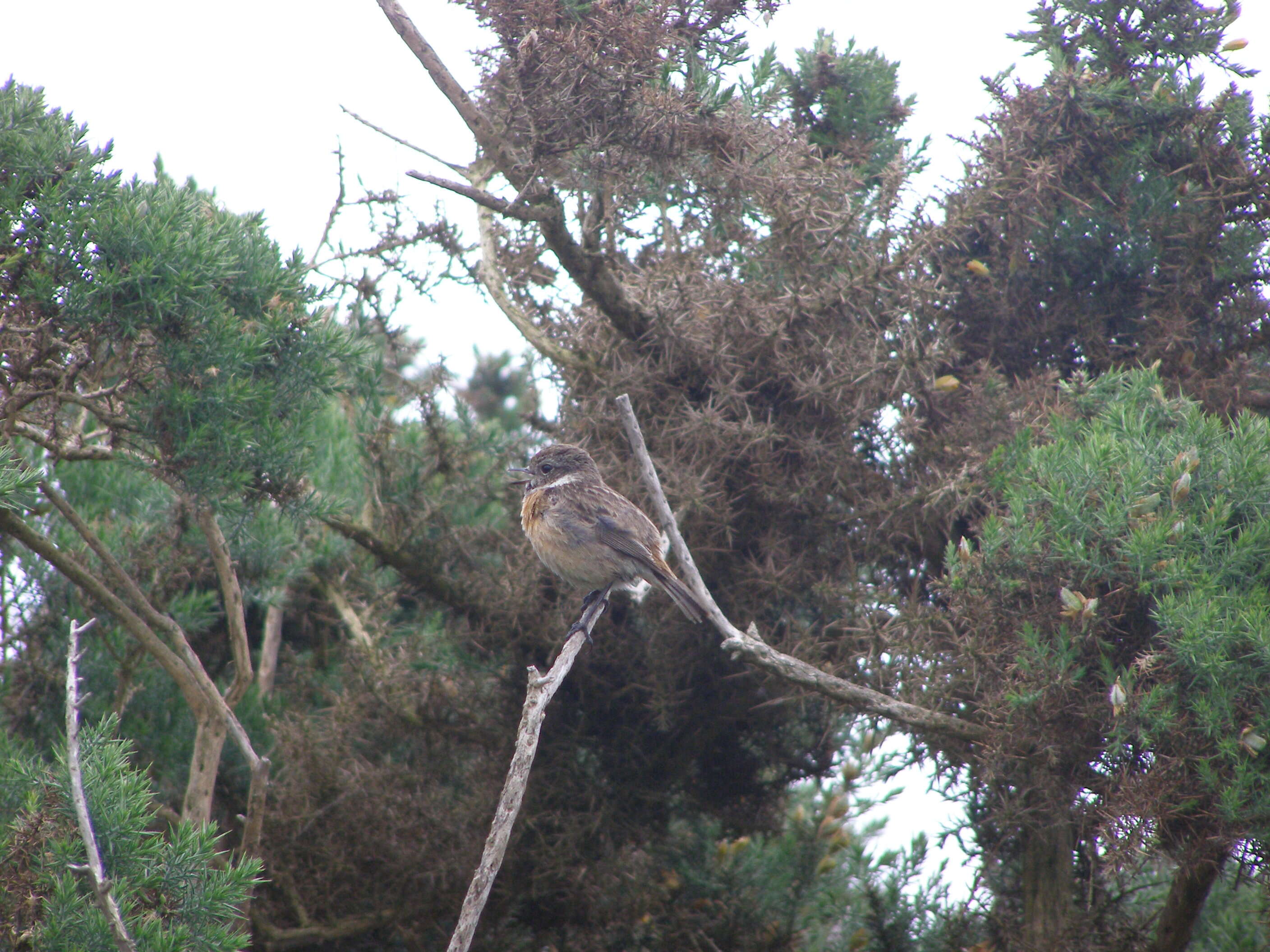 Image of European Stonechat