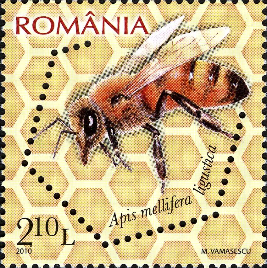 Image of Apis mellifera ligustica