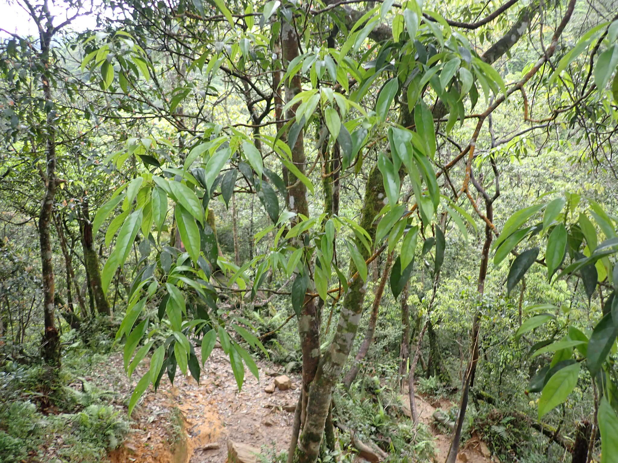 Plancia ëd Meliosma squamulata Hance