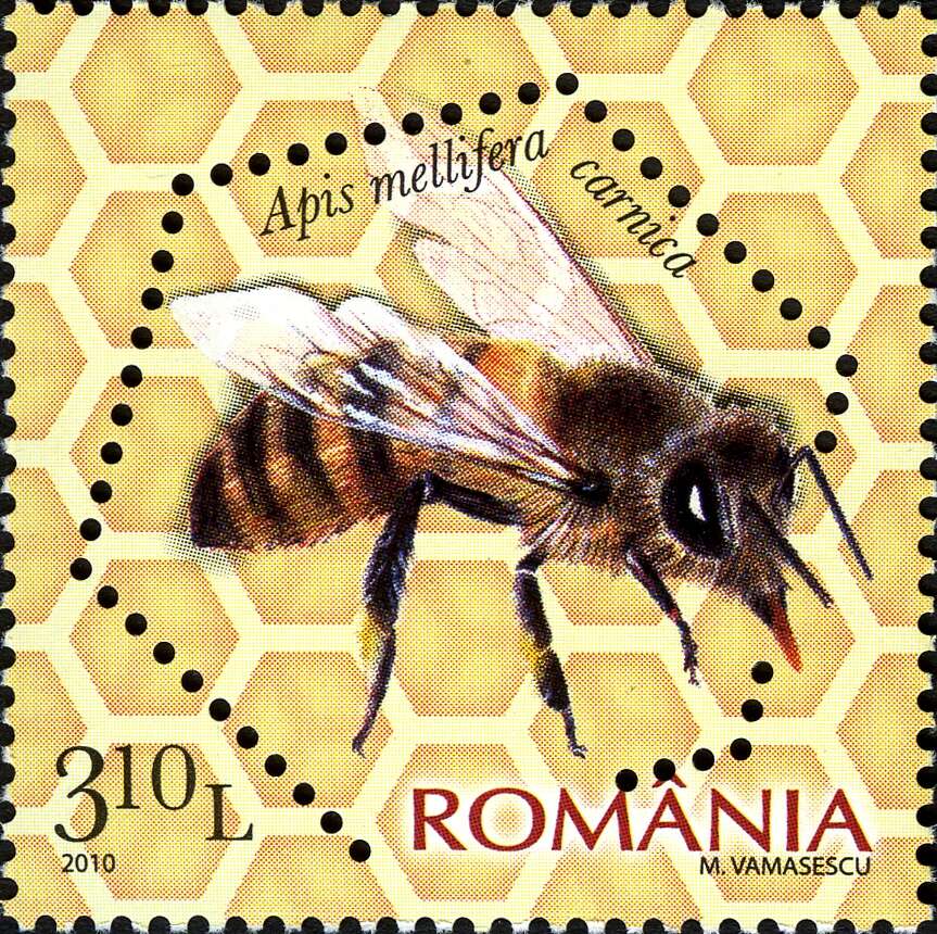 Слика од Apis mellifera carnica