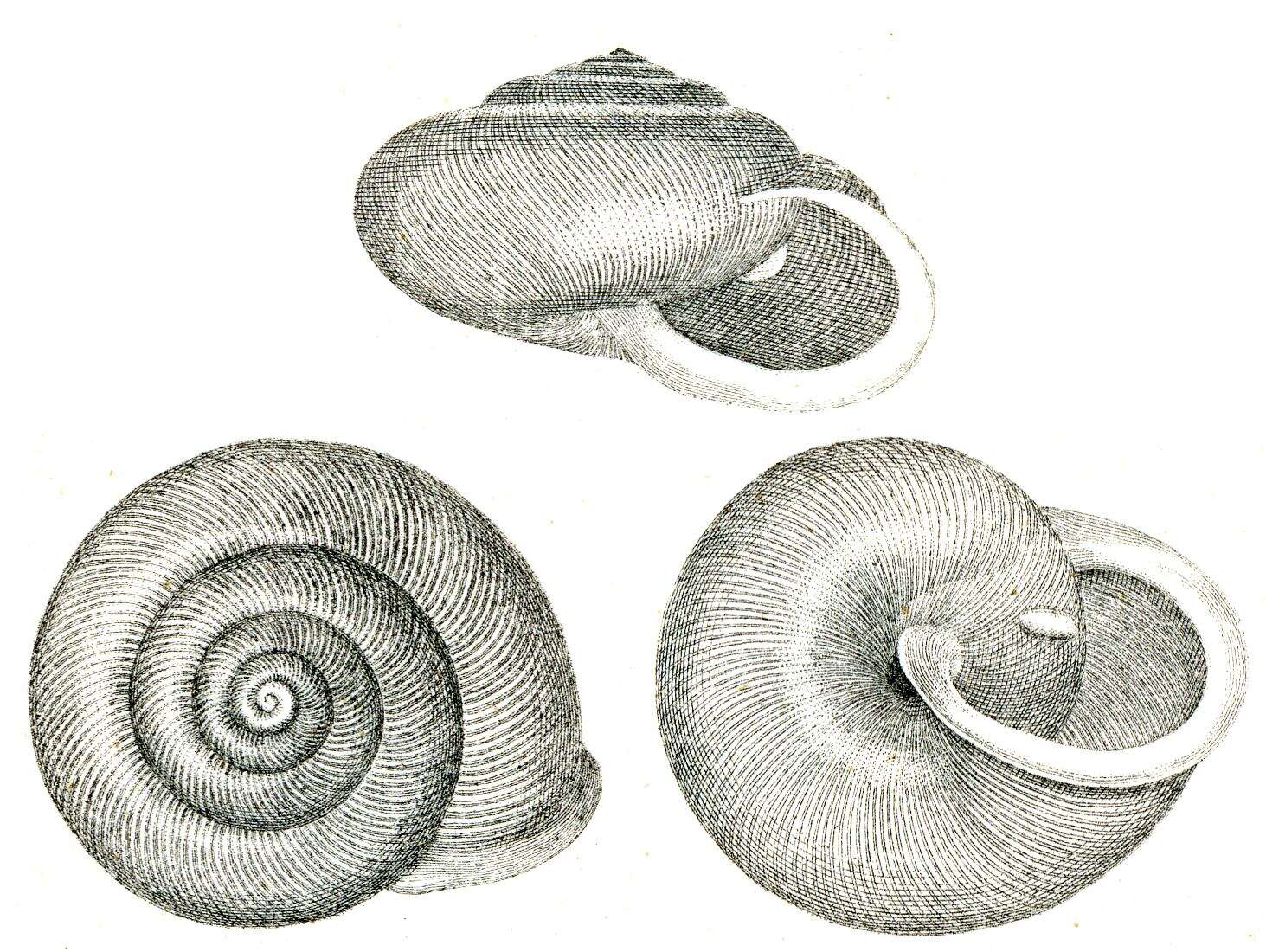 Image of Mesodon thyroidus