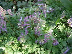 Plancia ëd Corydalis solida (L.) Clairv.