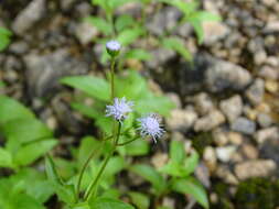 Plancia ëd Ageratum gaumeri B. L. Rob.