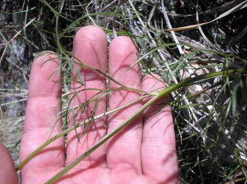 Image of whiskbroom parsley