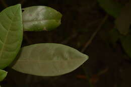 Image of Ixora nigricans R. Br. ex Wight & Arn.