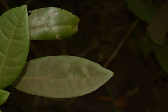 Image of Ixora nigricans R. Br. ex Wight & Arn.