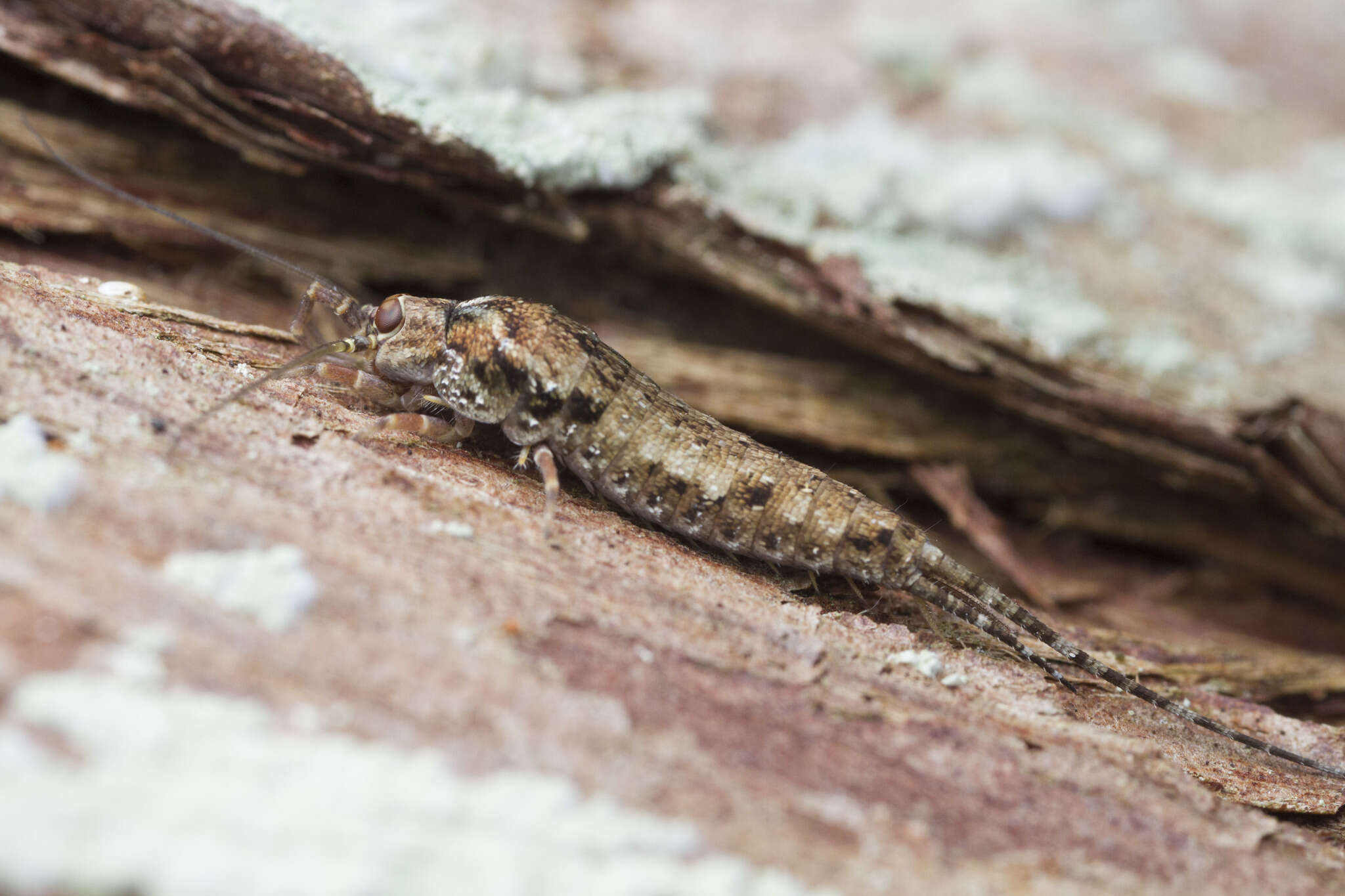 Слика од Pedetontus (Verhoeffilis) submutans (Silvestri 1911)