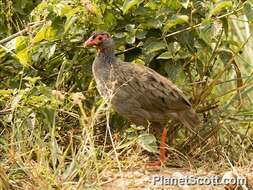 Image of Red-necked Francolin