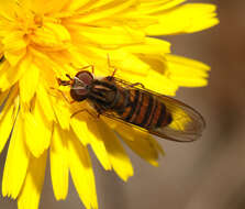 Image of Marmalade hoverfly