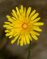 Image of common hawkweed