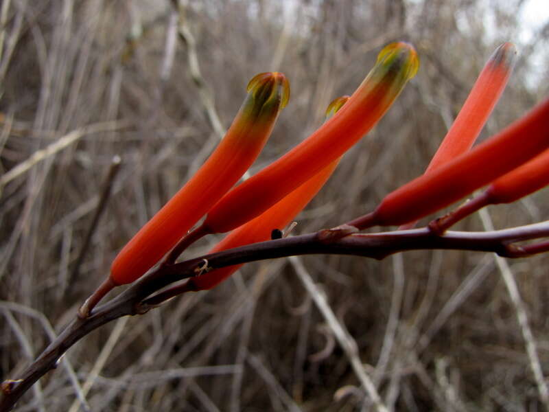 Image of Astroloba rubriflora (L. Bolus) Gideon F. Sm. & J. C. Manning