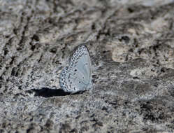 Image of Celastrina philippina