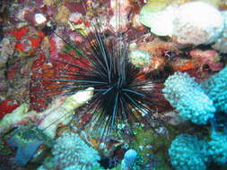 Image of spiny urchin