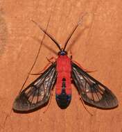 Слика од Cosmosoma myrodora Dyar 1907