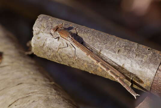 Image of Common Winter Damsel