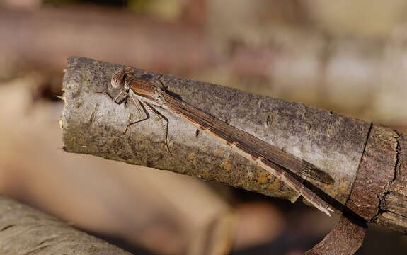 Image of Common Winter Damsel