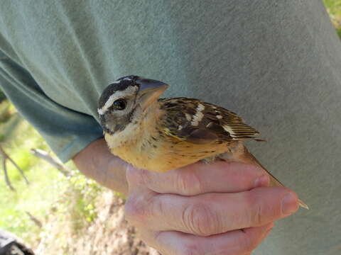 Image of Black-headed Grosbeak