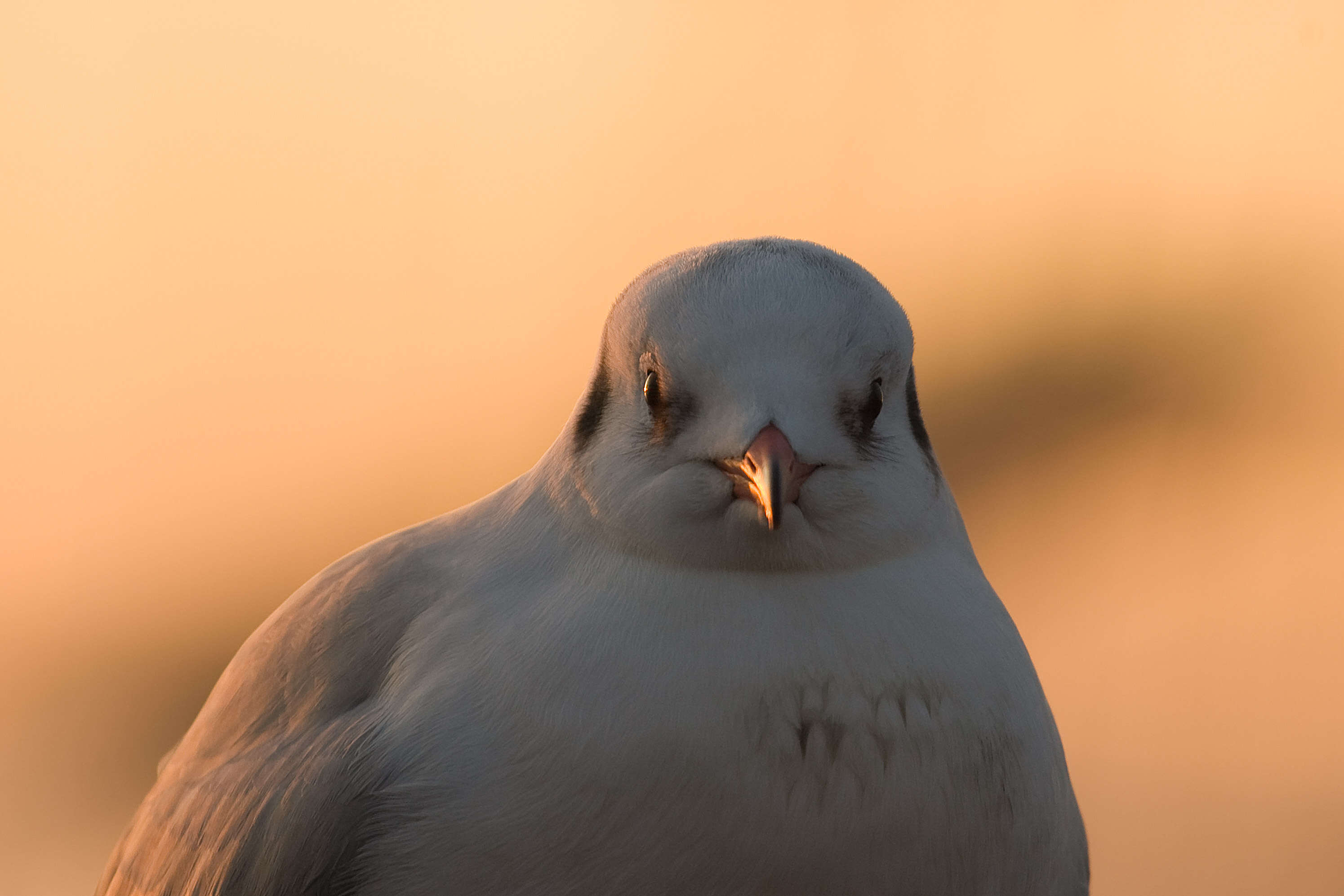 Image of Black-headed Gull