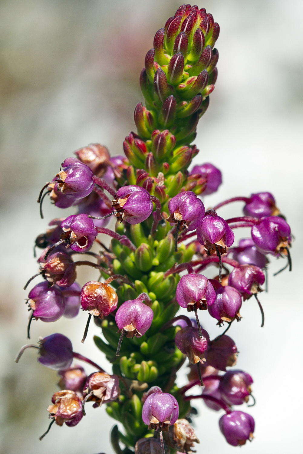 Image of Erica gracilipes Guthrie & Bolus