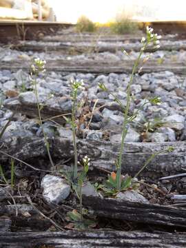 Image of Mouse-ear Cress