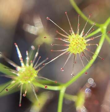 Image de Drosera erythrogyne N. Marchant & Lowrie