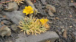 Image of Alstroemeria patagonica Phil.