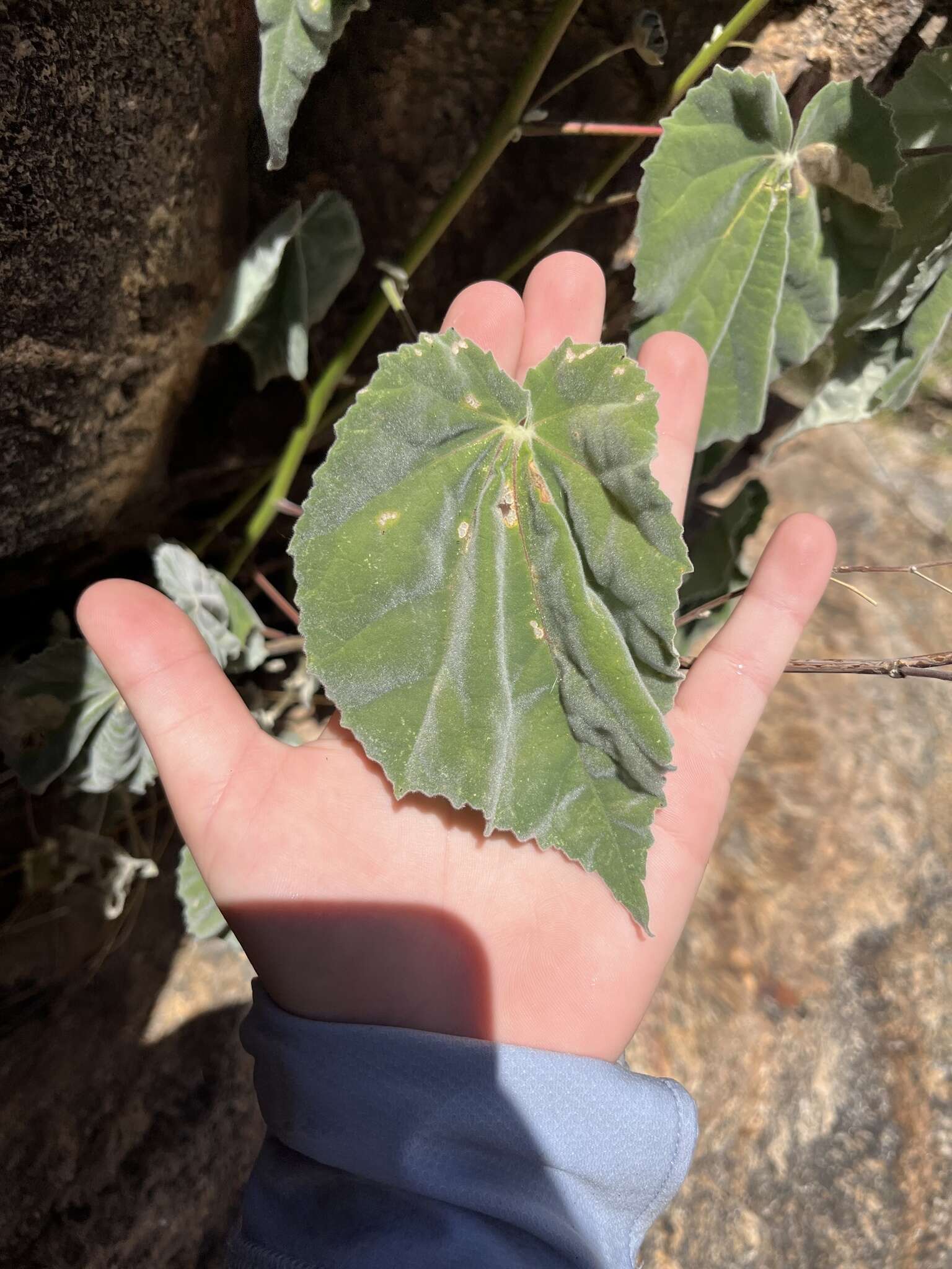 Image of yellowflower Indian mallow