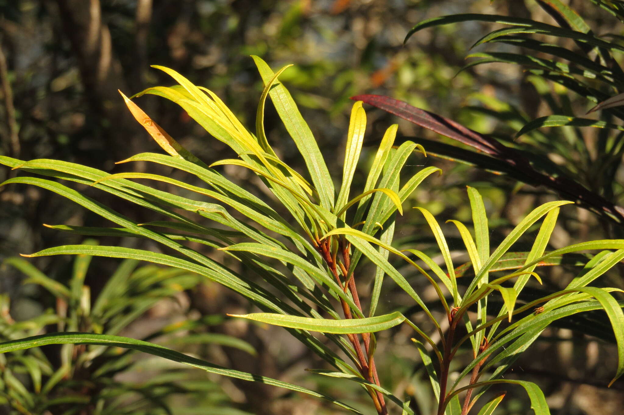 Image of northern banksia