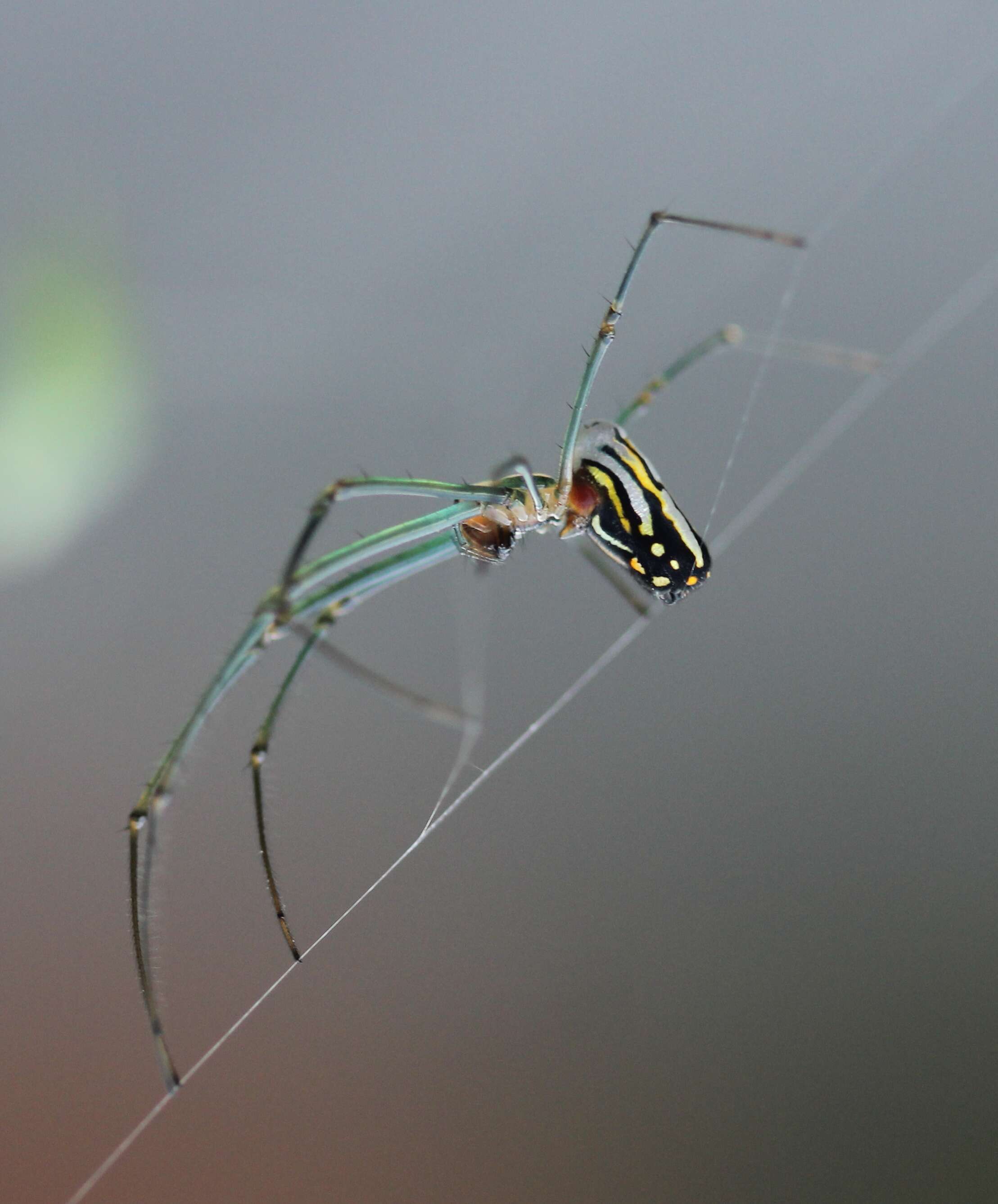 Image of Leucauge argyra (Walckenaer 1841)