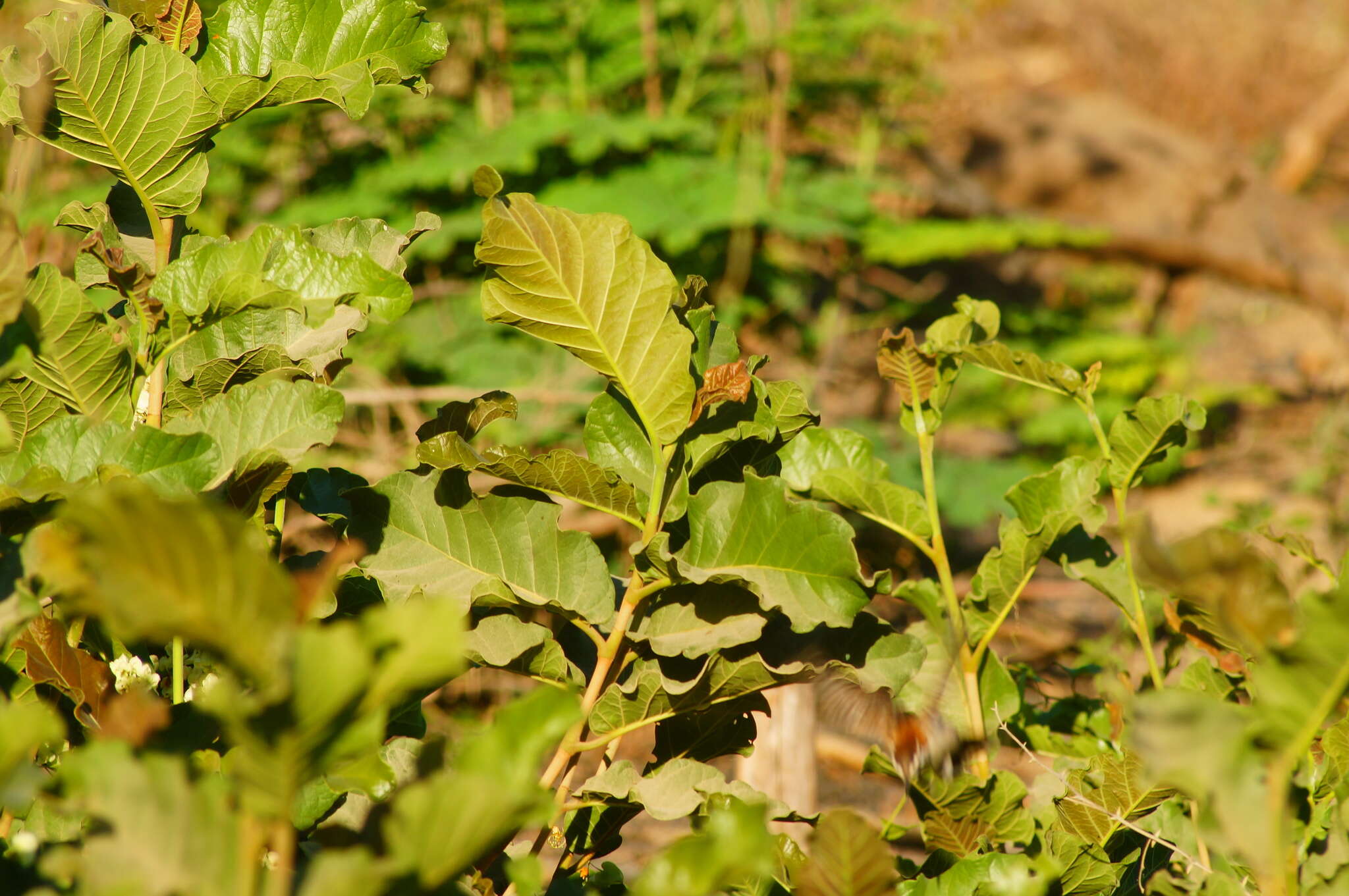 Coccoloba liebmannii Lindau resmi