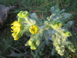 Image of eastern groundsel